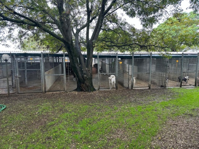 Pontinia lancia “Ti affido un amico”: sostegno economico per chi accoglie un cane