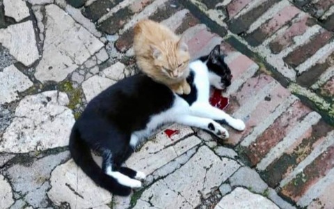 Gatta uccisa a sassate, il piccolo veglia la mamma morta