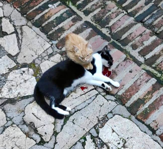 Gatta uccisa a sassate, il piccolo veglia la mamma morta