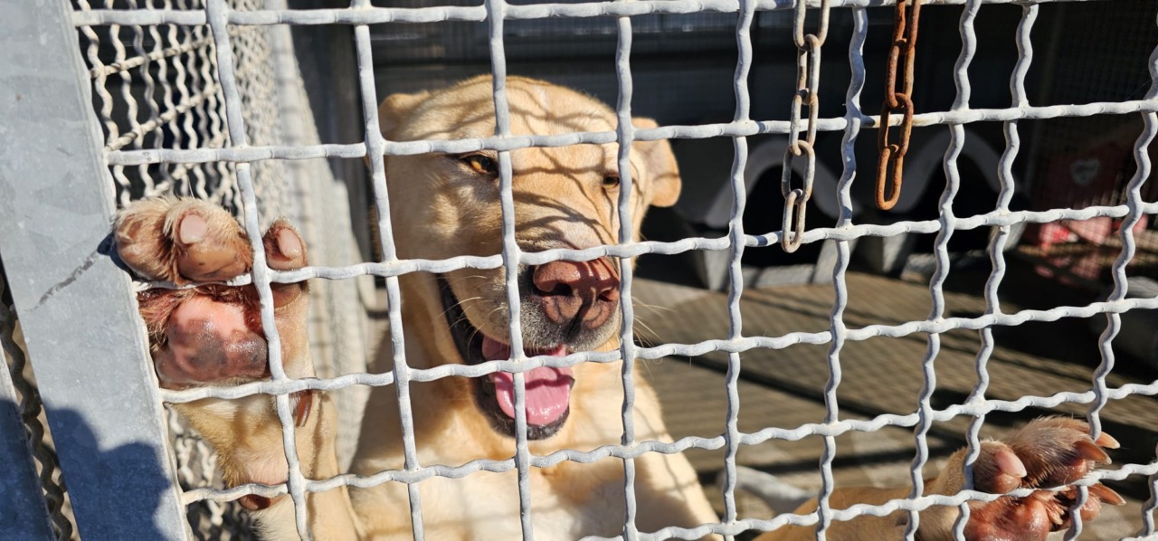 S.Antonio Abate, benedetti i cani e i gatti del canile comunale