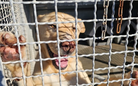 S.Antonio Abate, benedetti i cani e i gatti del canile comunale