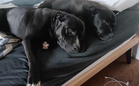 Cani maltrattati, condannato a quattro anni di reclusione