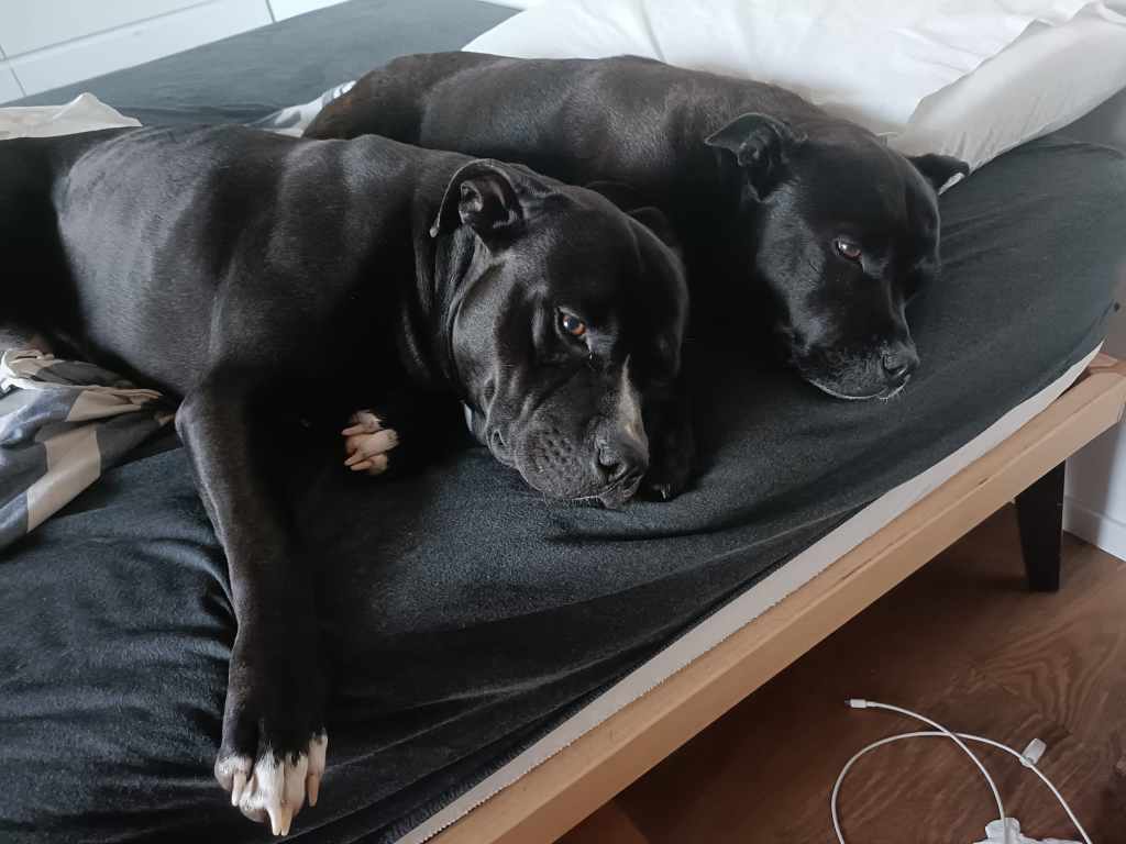 Cani maltrattati, condannato a quattro anni di reclusione