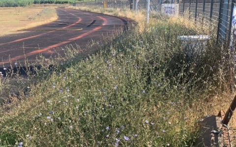 Stadio Mario Colavolpe, degrado assoluto degli impianti sportivi