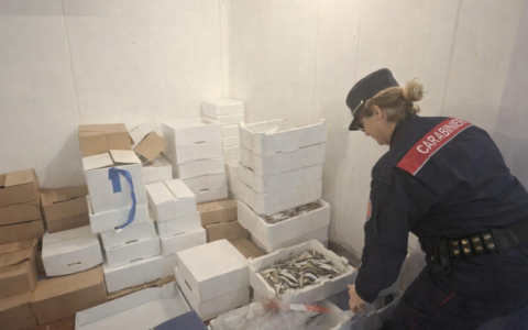 Maxi sequestro di pesci e molluschi senza tracciabilità in pescheria