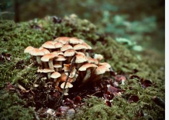 Sei intossicati da funghi, nessun caso grave. L’invito della ASL di Frosinone