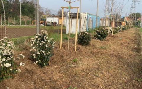 Oltre cento nuovi alberi nelle aree verdi grazie al progetto regionale