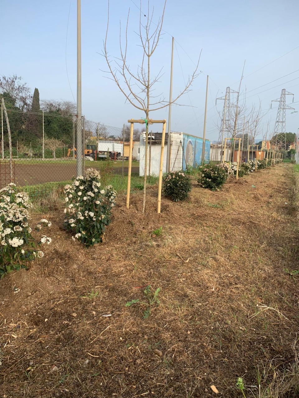 Oltre cento nuovi alberi nelle aree verdi grazie al progetto regionale