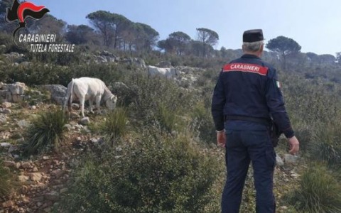 Bovini al pascolo in area boschiva bruciata, multa per il proprietario