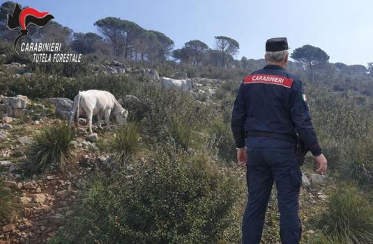 Bovini al pascolo in area boschiva bruciata, multa per il proprietario