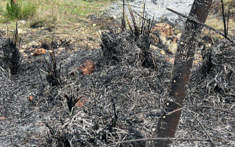 Fiamme in un uliveto, denunciato un uomo per incendio colposo