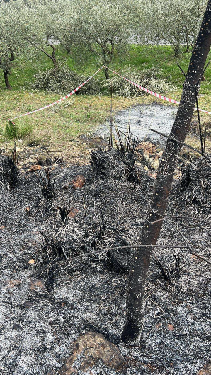 Fiamme in un uliveto, denunciato un uomo per incendio colposo