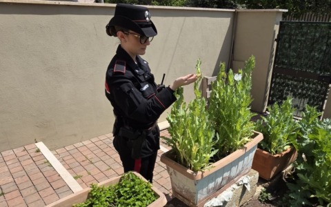 In giardino dieci piantine di papavero indiano da oppio, denunciati due fratelli