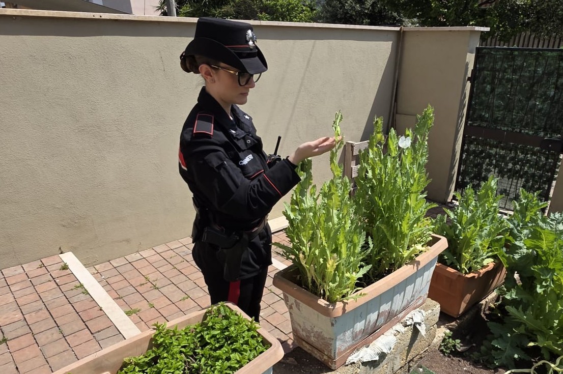 In giardino dieci piantine di papavero indiano da oppio, denunciati due fratelli