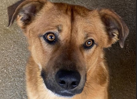 “Il Canile va in città”, la sfilata in piazza del Popolo