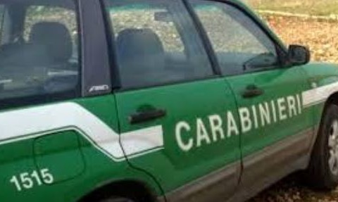 Pascolo abusivo in area bruciata