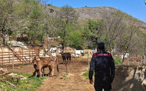 Movimentazione irregolare dei bovini, sanzionati quattro allevatori