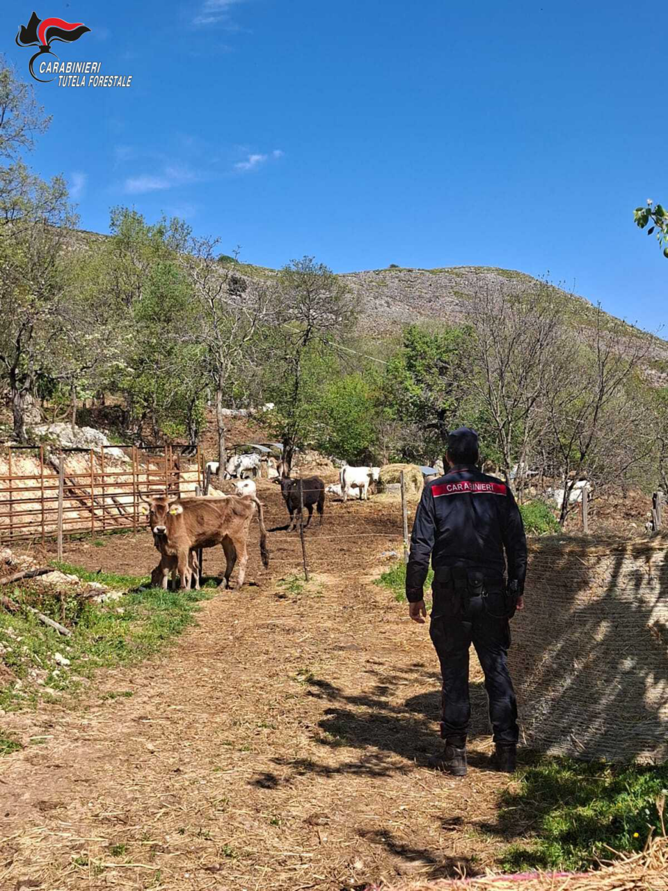 Movimentazione irregolare dei bovini, sanzionati quattro allevatori