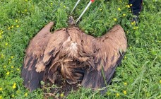 Grifone trovato morto nelle campagne, si cercano i responsabili