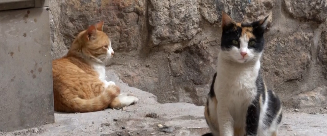 L’ombra del killer dei gatti: uccisioni e macabri rituali