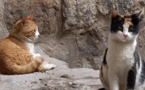 L’ombra del killer dei gatti: uccisioni e macabri rituali