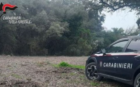 Disboscati 1.000 mq in area speciale nel Parco Nazionale del Circeo, due denunce