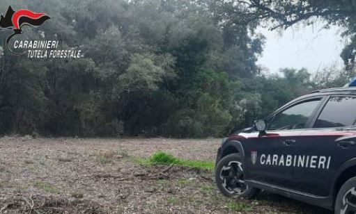 Disboscati 1.000 mq in area speciale nel Parco Nazionale del Circeo, due denunce