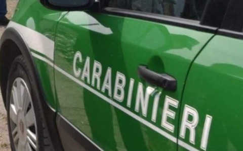 Civetta ferita recuperata e salvata da un Carabiniere libero dal servizio