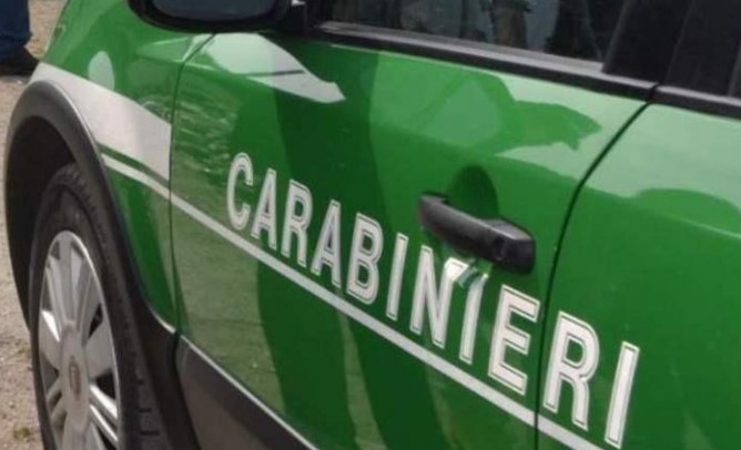 Civetta ferita recuperata e salvata da un Carabiniere libero dal servizio