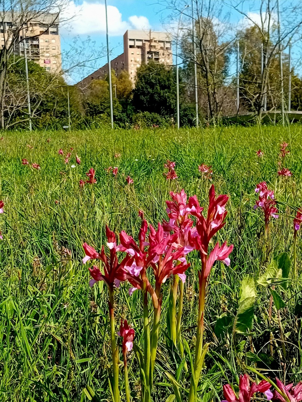 Parco Susetta Guerrini, corridoio verde tra città e territorio: un modello su cui lavorare anche in vista dell’appuntamento del 2032