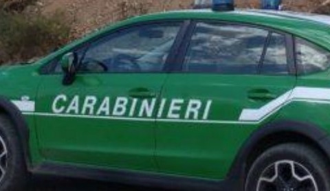 Pascolo abusivo in fondo altrui, due denunce