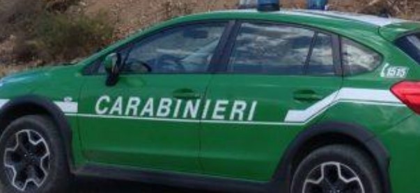 Pascolo abusivo in fondo altrui, due denunce