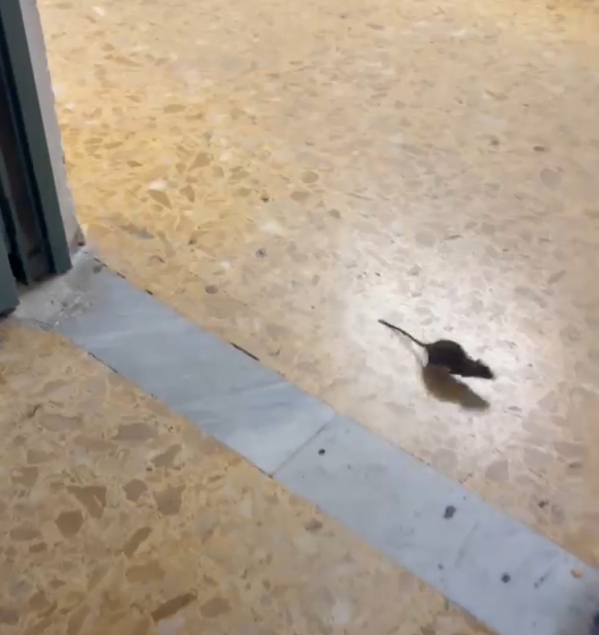 Blatte e topi nei sotterranei dell’ospedale Goretti, la denuncia. VIDEO