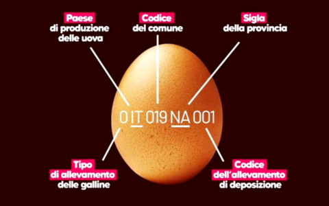 Uova: proprietà, benefici e verità su uno degli alimenti più discussi