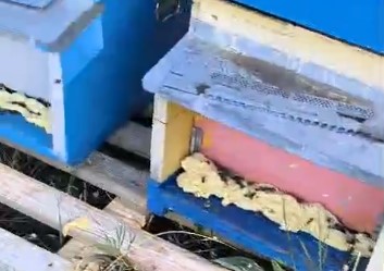 Un milione e mezzo di api uccise in via Piano Rosso, la denuncia