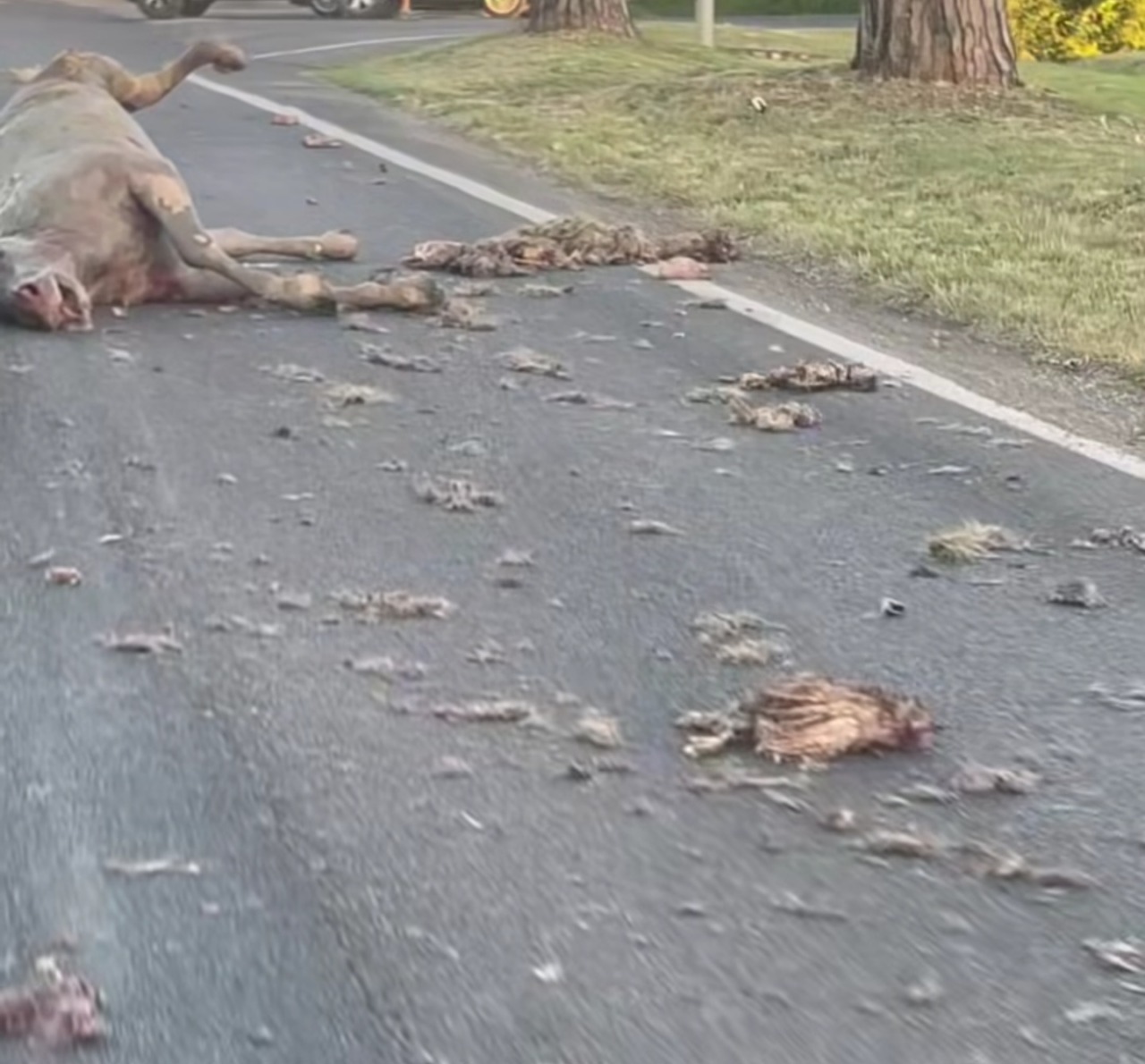 Shock sull’Appia, carcasse di animali sulla strada