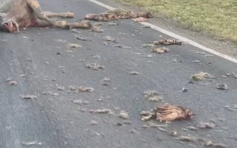 Shock sull’Appia, carcasse di animali sulla strada