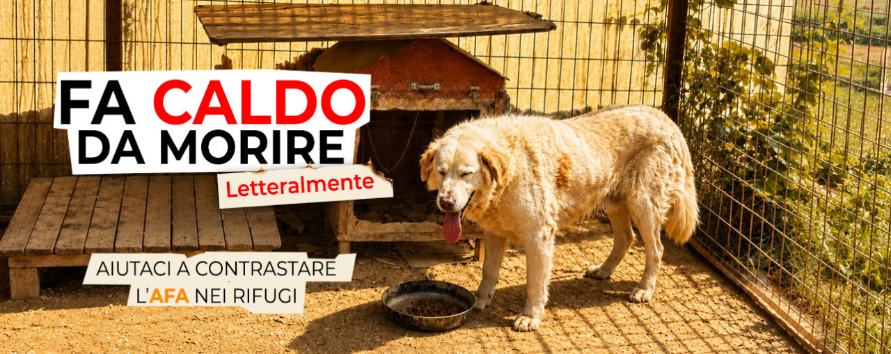 Emergenza caldo, l’Oipa lancia una raccolta fondi