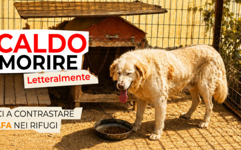 Emergenza caldo, l’Oipa lancia una raccolta fondi