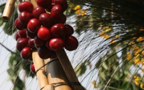 Sagra delle ciliegie, è stato un successo