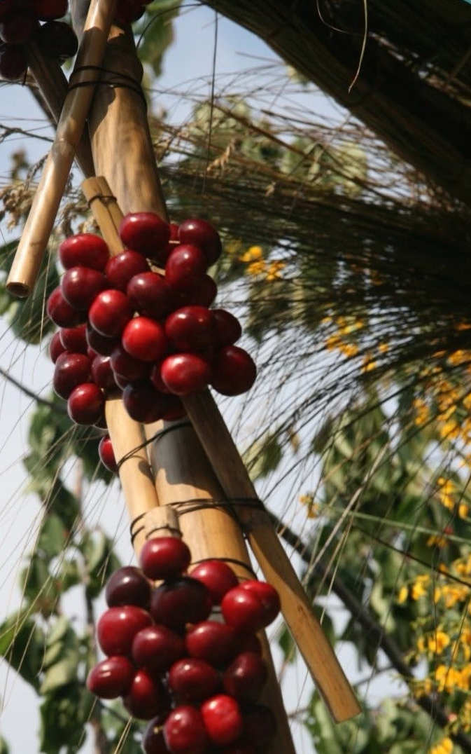 Sagra delle ciliegie, è stato un successo
