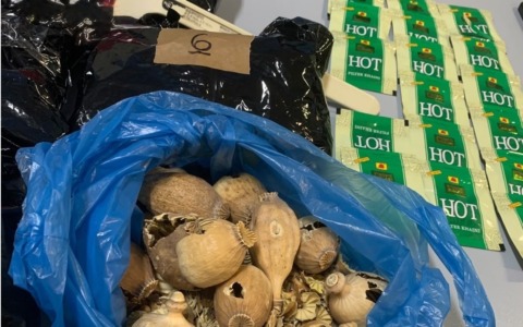 Bulbi di oppio sequestrati in un negozio, denunciato un 50enne