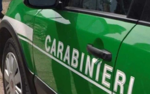 Cani in gabbie piccole, animali sequestrati e denunciato il proprietario recivido