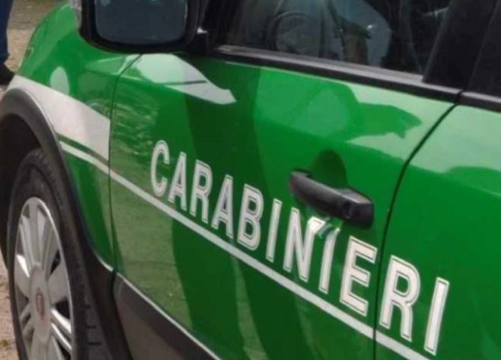 Cani in gabbie piccole, animali sequestrati e denunciato il proprietario recivido