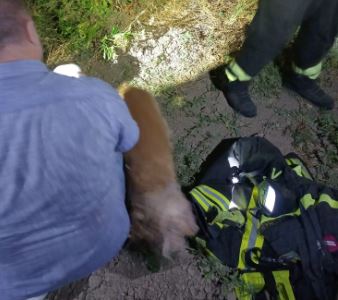 Tratti in salvo due cani intrappolati nel canale di viale Pennacchi