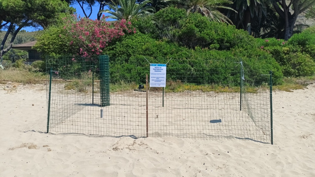 Nuovo nido di Caretta Caretta sulla Riviera di Ulisse