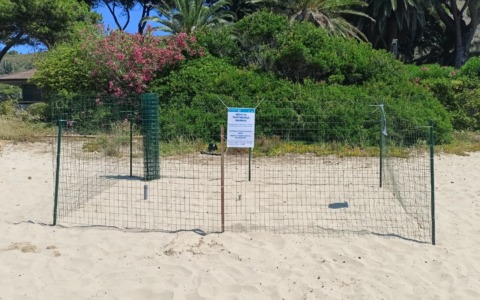 Nuovo nido di Caretta Caretta sulla Riviera di Ulisse