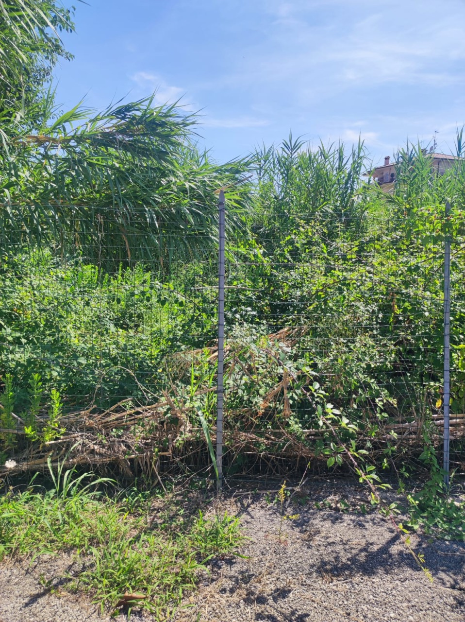 Pulizia proprietà privata di vegetazione incolta. L’invito dell’Amministrazione Comunale