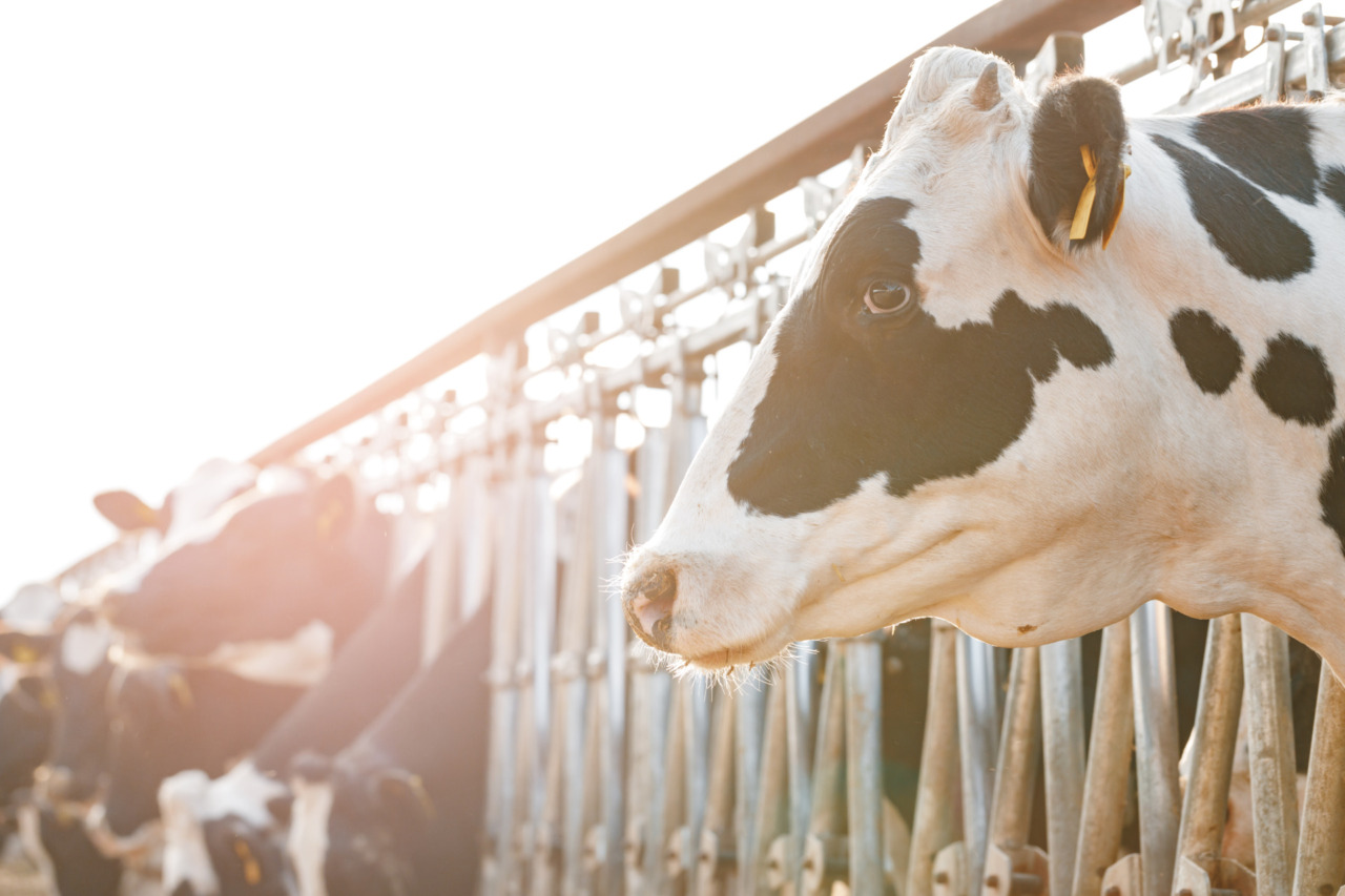 Benessere animale, i controlli dell’ASL negli allevamenti