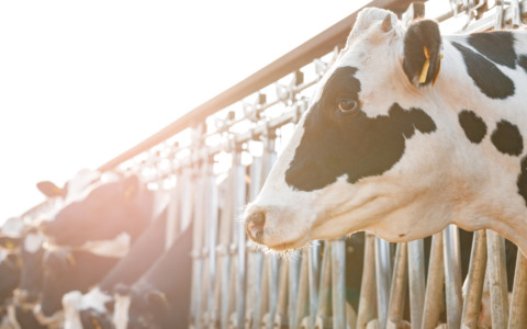 Benessere animale, i controlli dell’ASL negli allevamenti